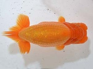 山梨錦城会　二歳会　西関脇　平野良則