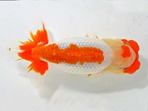 山梨錦城会　二歳会　東小結　小山徹志