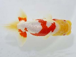 山梨錦城会　二歳会　西小結　浅川武信