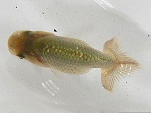 研究会　西大関　伊藤政美