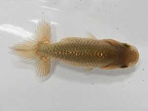 研究会　東取締　高橋文雄