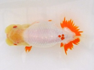 二歳会　立行司　宮川正勝