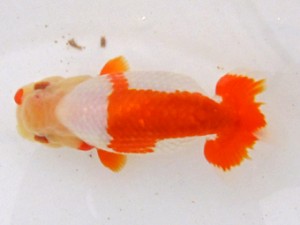 二歳会　取締一　宍戸秀保