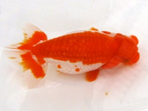 二歳会　取締二　海老忠雄