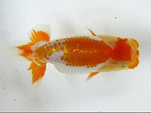 浜松愛魚会　研究会　東大関　安藤　寛