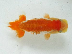 浜松愛魚会　研究会　西大関　松田力三