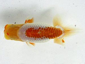 浜松愛魚会　研究会　立行司　安藤　寛