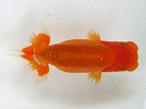 浜松愛魚会　研究会　取締一　小山徹志