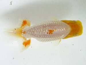 浜松愛魚会　研究会　取締二　田中康治