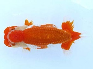 観栄らんちう会　二歳会　東大関　小山徹志