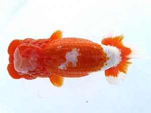 観栄らんちう会　二歳会　西大関　滝瀬健治