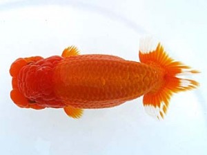 観栄らんちう会　二歳会　取締二　壁谷俊彦