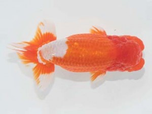 二歳会　西大関　鈴木克己 (浜松市)