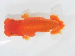 二歳会　東大関　田中康浩 (豊橋市)