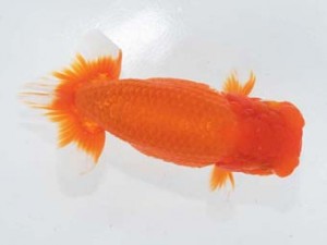 二歳会　立行司　田中康浩 (豊橋市)