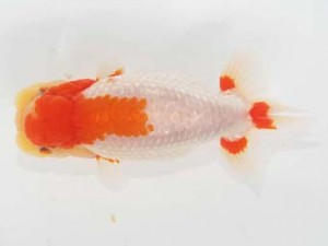 二歳会　取締二　小山徹志 (中央市)