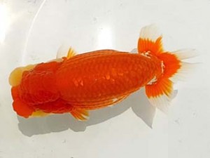 二歳会　東大関　木村　等