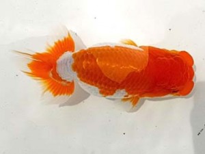 二歳会　西大関　並木辰夫