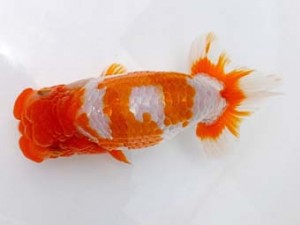 二歳会　取締一　中村正志