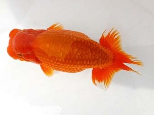 二歳会　取締二　塩原竹史