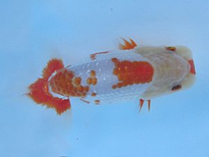 志摩紅鱗会　第一回研究会　東大関　小濱照明　松阪市