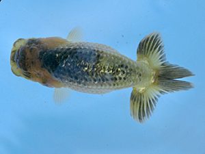 志摩紅鱗会　第一回研究会　西大関　林　万貴　志摩市
