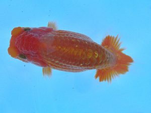 志摩紅鱗会　第一回研究会　取締一　小濱照明　松阪市