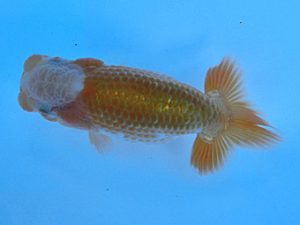 志摩紅鱗会　第一回研究会　取締二　宮脇　洋　松阪市