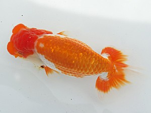 二歳会　東大関　田中康浩 大坪千歳