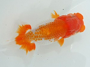 二歳会　西大関　横山甲子男