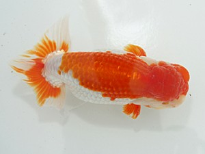 二歳会　立行司　猪尾正紀