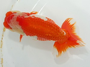 二歳会　東取締　野村哲史