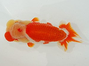 二歳会　西取締　児玉敏行