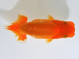 山梨錦城会　第一回研究会　一位　小山徹志