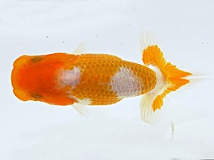 山梨錦城会　第一回研究会　二位　杉浦憲治