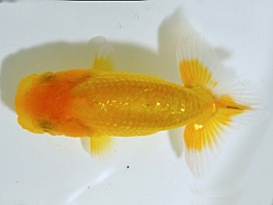 山梨錦城会　第一回研究会　五位　三木　伸