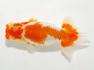 横浜観魚会 第一回研究会 1位 安藤 寛 横浜観魚会 第一回研究会 1位 安藤 寛