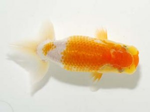 横浜観魚会 第一回研究会 11位 加藤貞信 横浜観魚会 第一回研究会 11位 加藤貞信