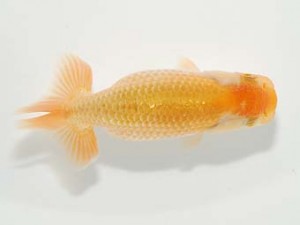 横浜観魚会 第一回研究会 13位 大渕 功 横浜観魚会 第一回研究会 13位 大渕 功