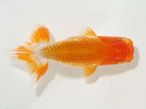 横浜観魚会 第一回研究会 14位 高地成弥 横浜観魚会 第一回研究会 14位 高地成弥