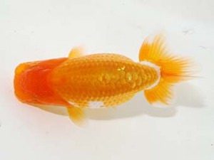 横浜観魚会 第一回研究会 15位 安田正伯 横浜観魚会 第一回研究会 15位 安田正伯