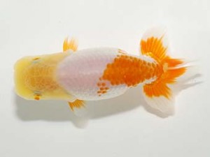 横浜観魚会 第一回研究会 3位 齋藤一成 横浜観魚会 第一回研究会 3位 齋藤一成