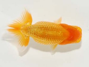 横浜観魚会 第一回研究会 6位 大久保義彰 横浜観魚会 第一回研究会 6位 大久保義彰