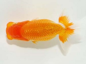 横浜観魚会 第一回研究会 8位 加藤貞信 横浜観魚会 第一回研究会 8位 加藤貞信