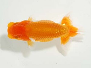 横浜観魚会 第一回研究会 2位 山口広隆 横浜観魚会 第一回研究会 2位 山口広隆