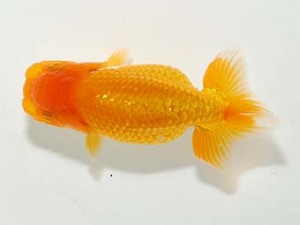 錦蘭会 春季品評大会 3位 安藤 寛 錦蘭会 春季品評大会 3位 安藤 寛