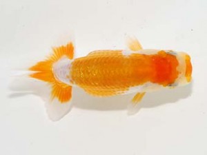 横浜観魚会 第一回研究会 4位 鈴木友来 横浜観魚会 第一回研究会 4位 鈴木友来