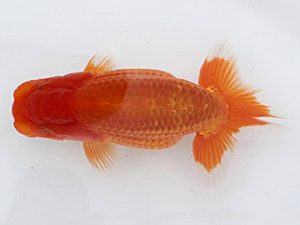 研究会　東大関　一位　村上暢彦