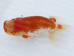 研究会　二位　佐藤徳正
