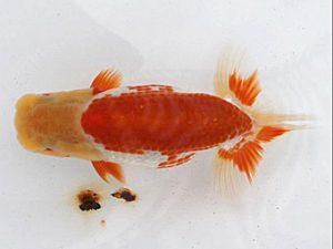 研究会　三位　村上暢彦